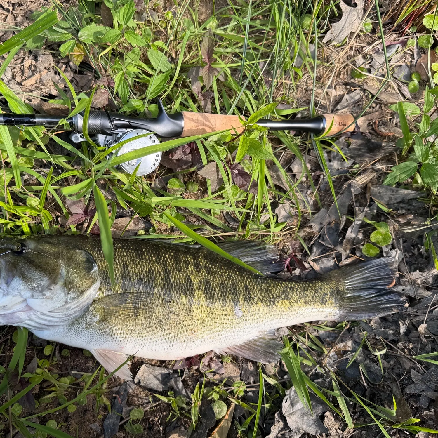 The most recent Shoal bass catches on Fishbrain