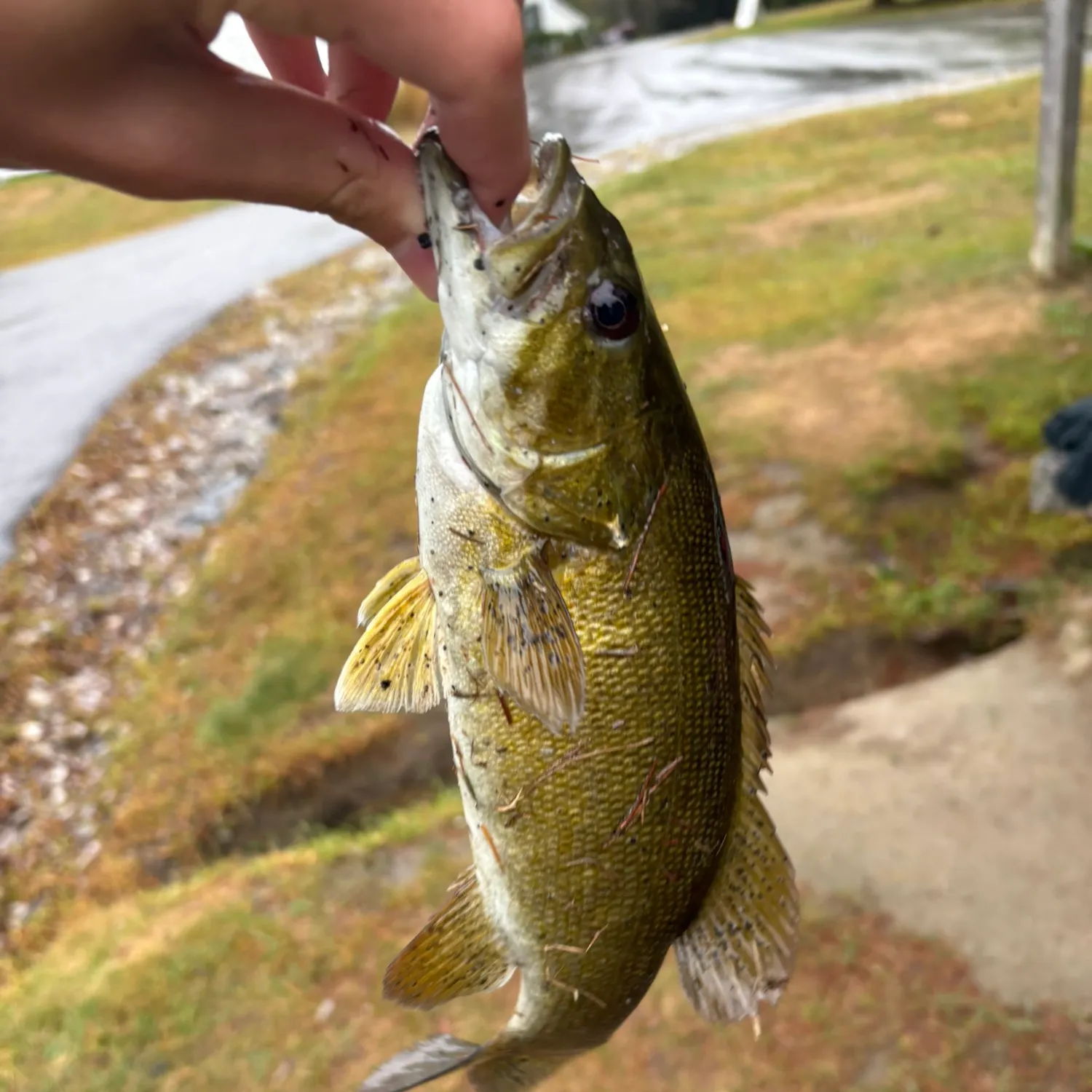Smallmouth bass caught on Fishbrain