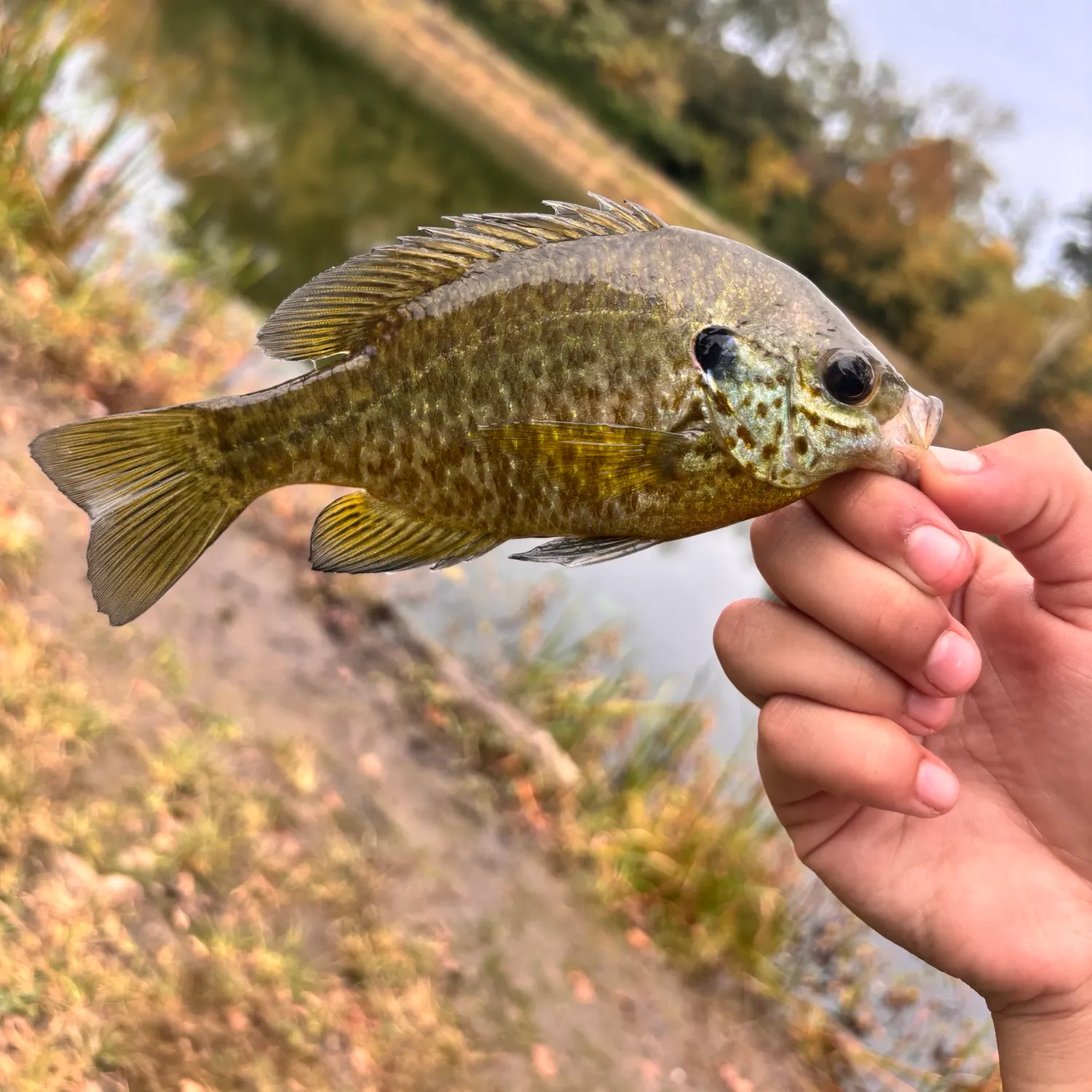 The most recent Pumpkinseed catches on Fishbrain