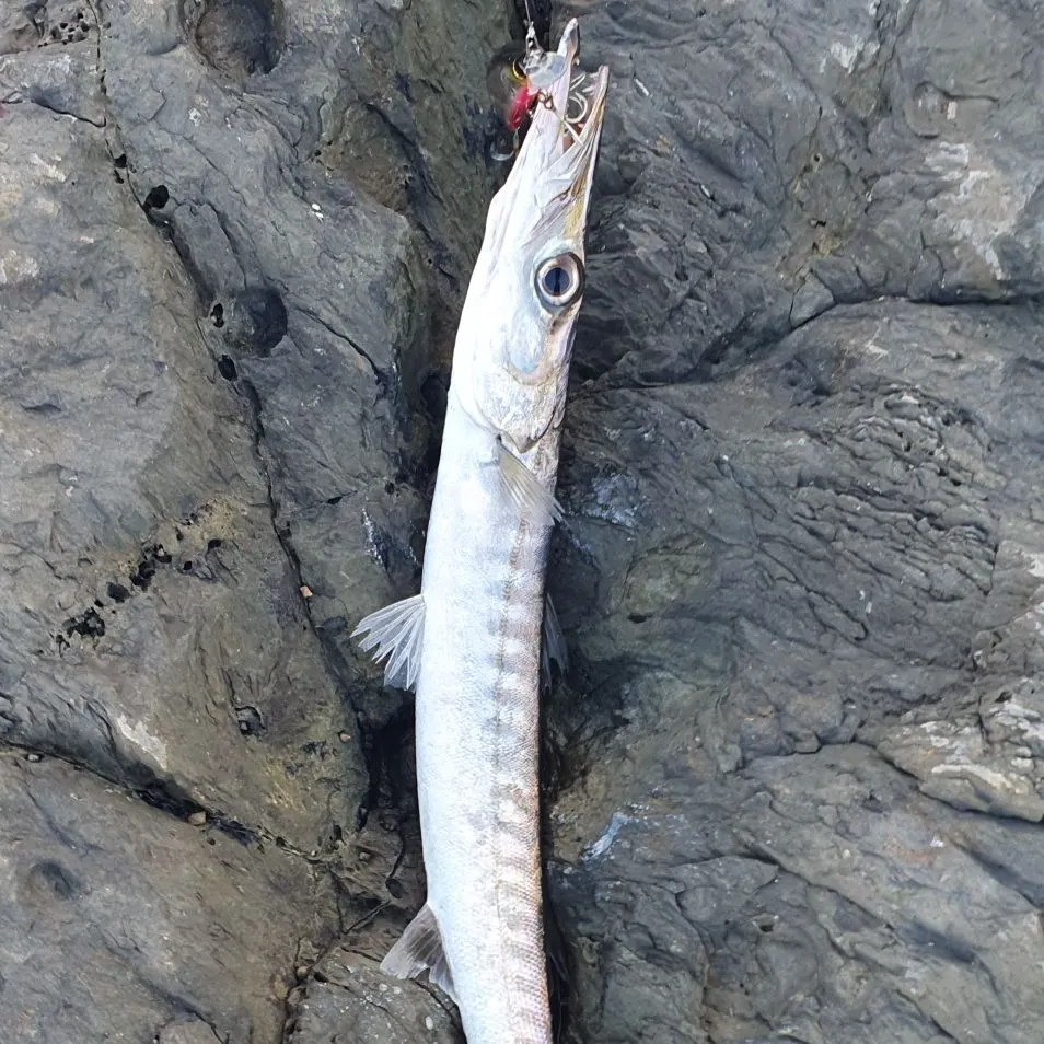 The most recent Mexican barracuda catches on Fishbrain