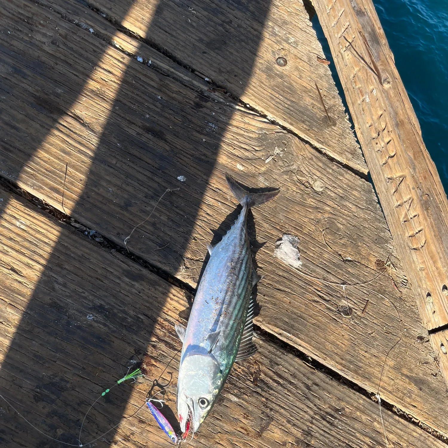 Pacific bonito caught on Fishbrain