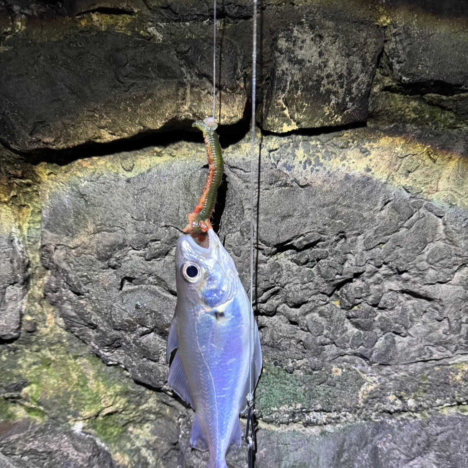 The most recent Pouting catches on Fishbrain