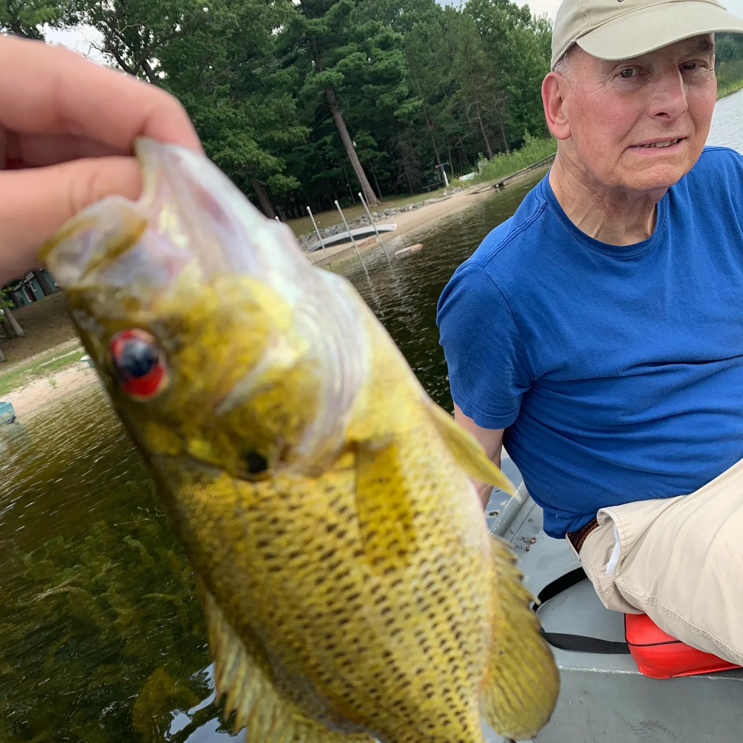 Rock bass caught on Fishbrain