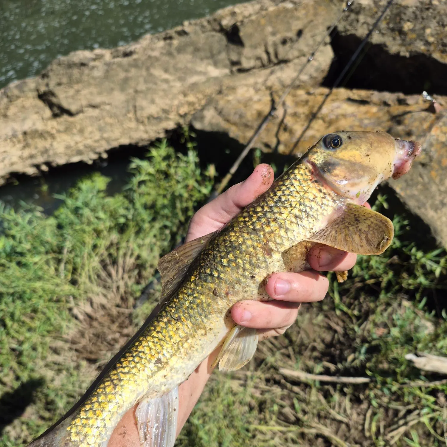 Northern hogsucker caught on Fishbrain