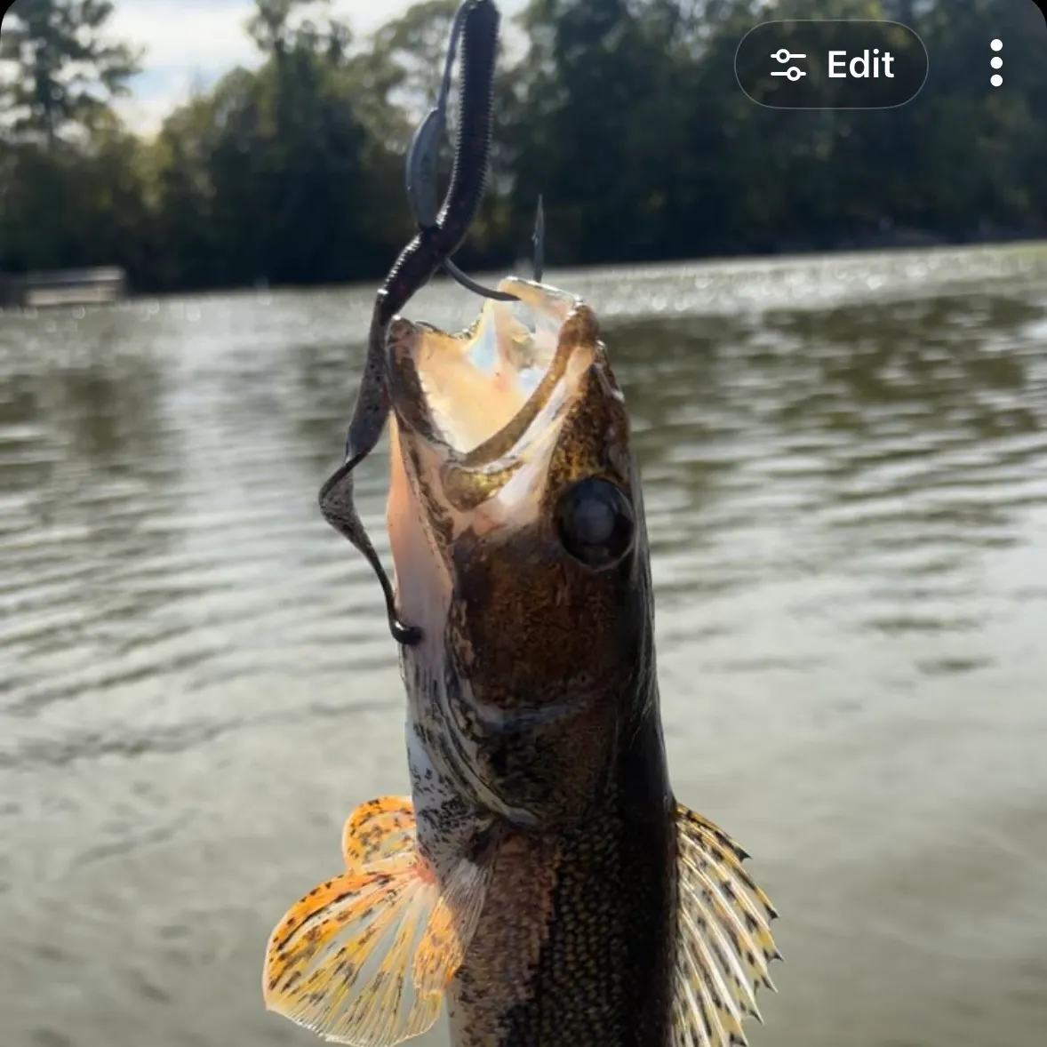 Sauger caught on Fishbrain