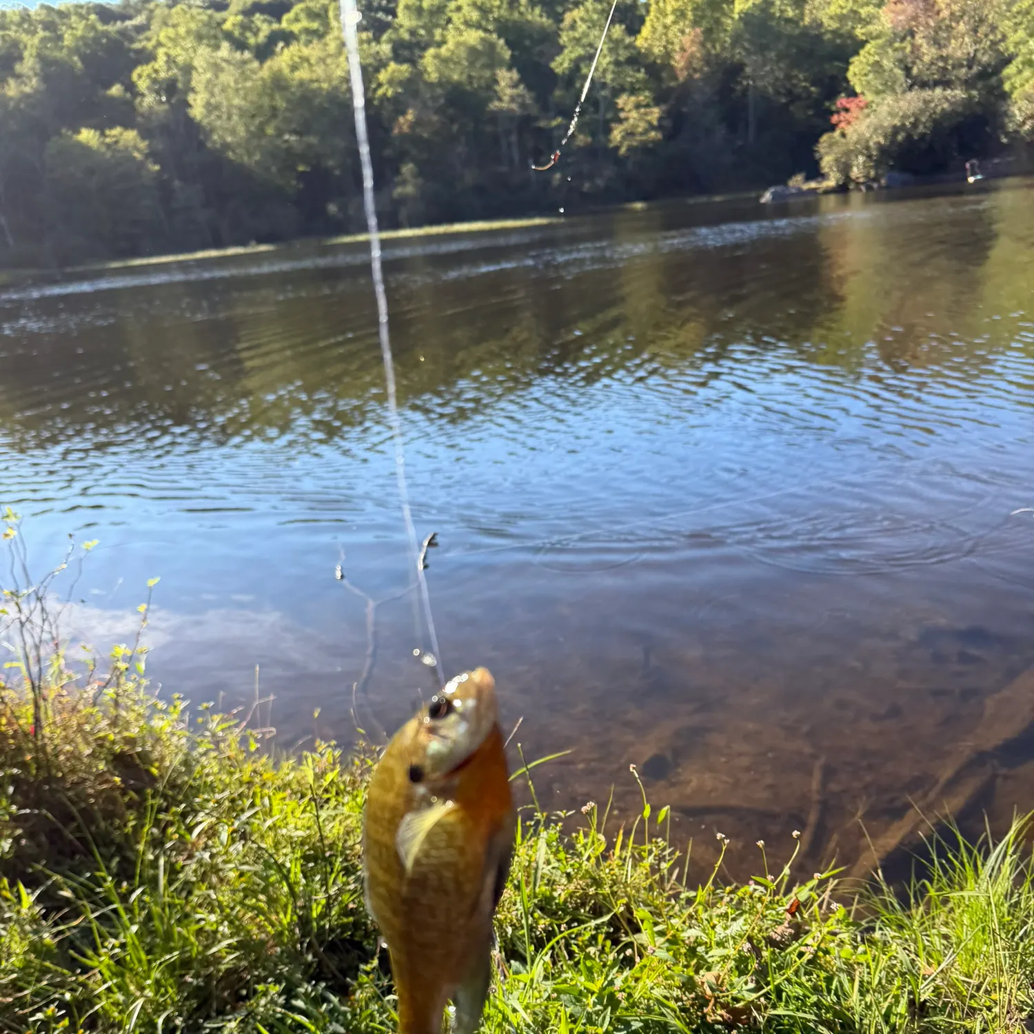 Bluegill caught on Fishbrain