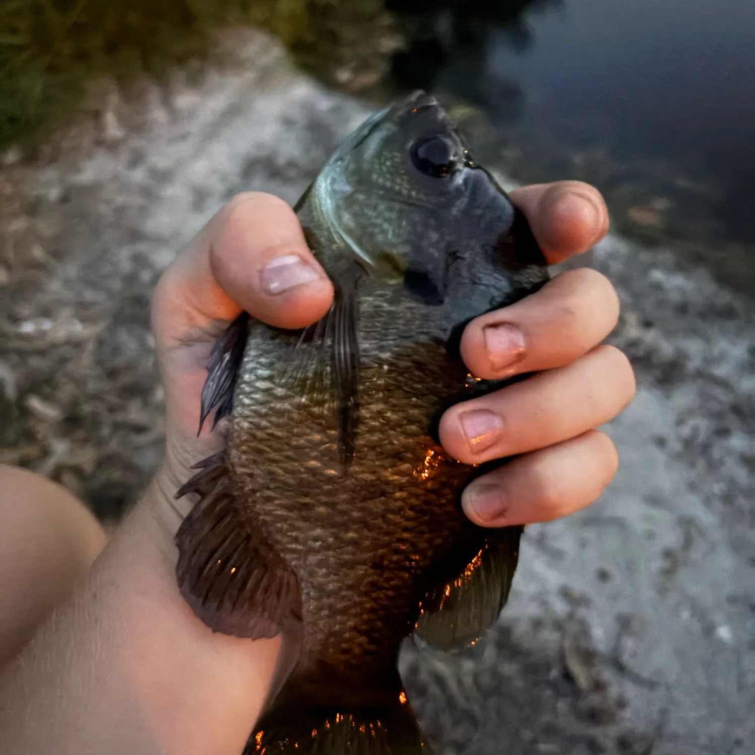 Bluegill caught on Fishbrain