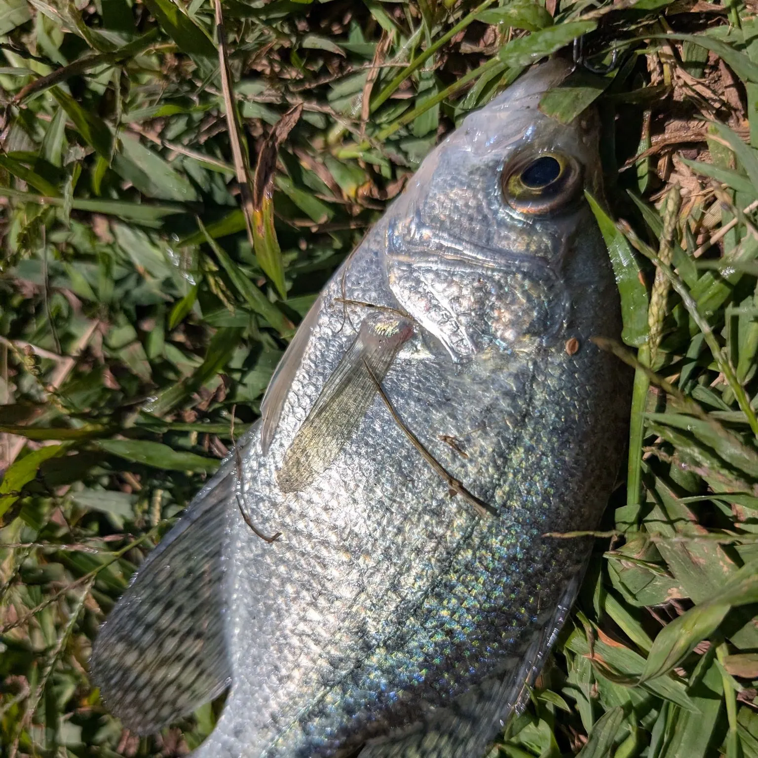 Black crappie caught on Fishbrain