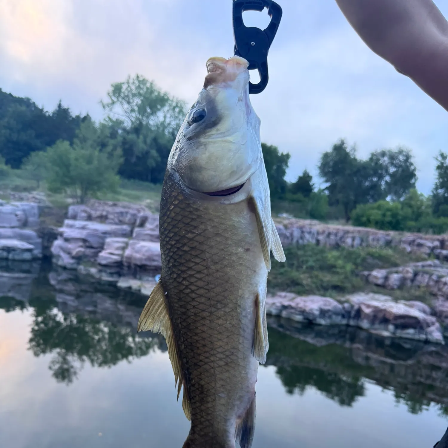 The most recent Black buffalo catches on Fishbrain