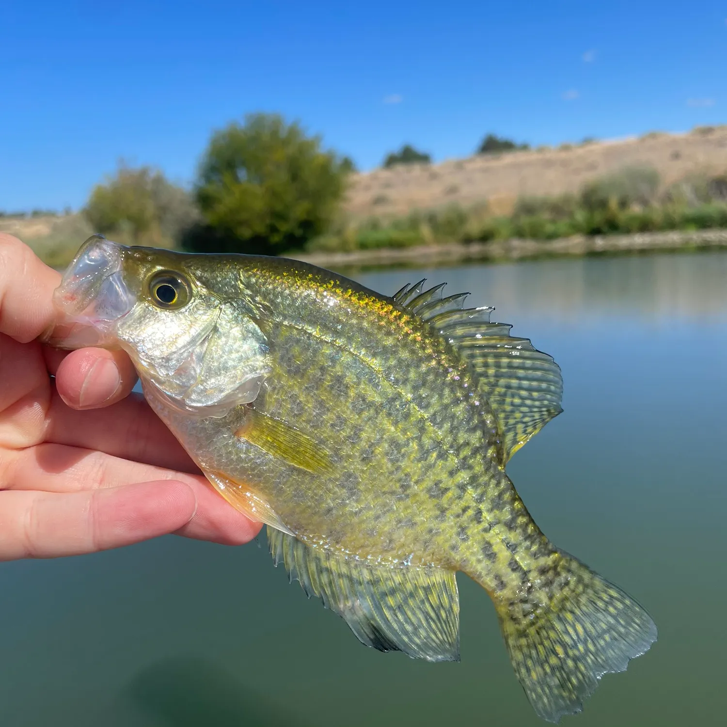 Black crappie caught on Fishbrain