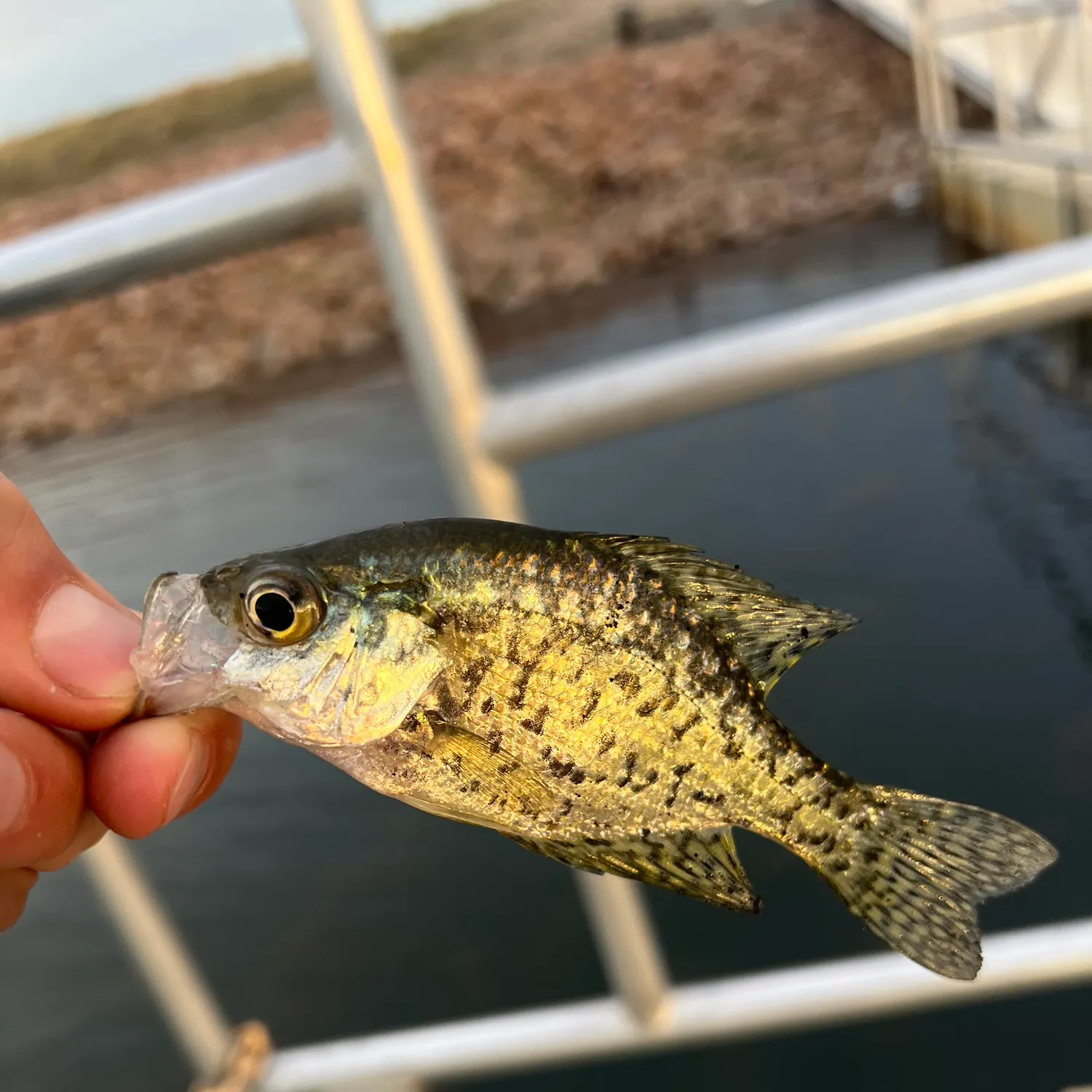 Black crappie caught on Fishbrain