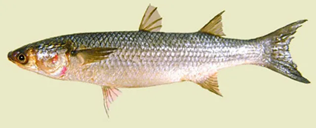 Thinlip grey mullet