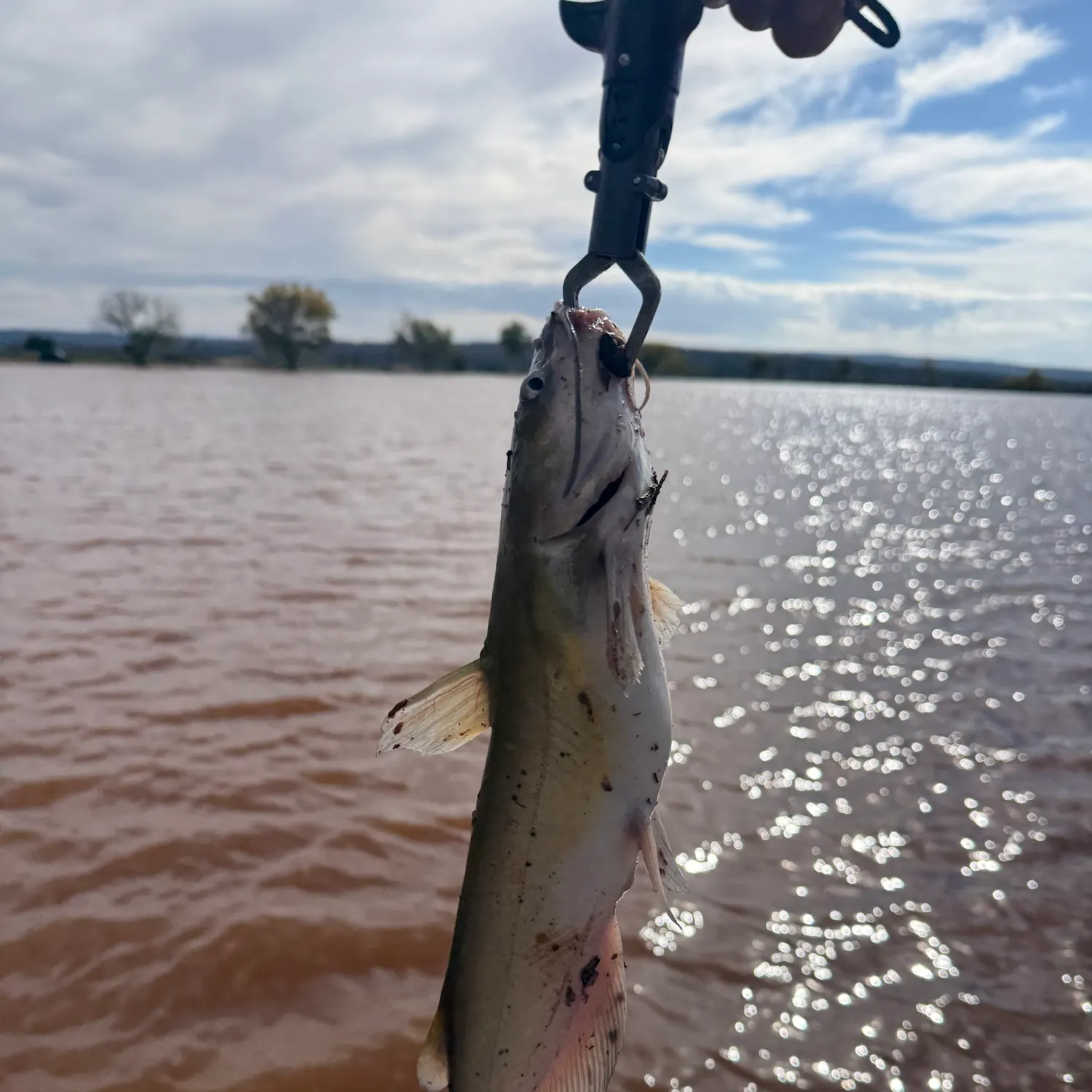 Channel catfish caught on Fishbrain