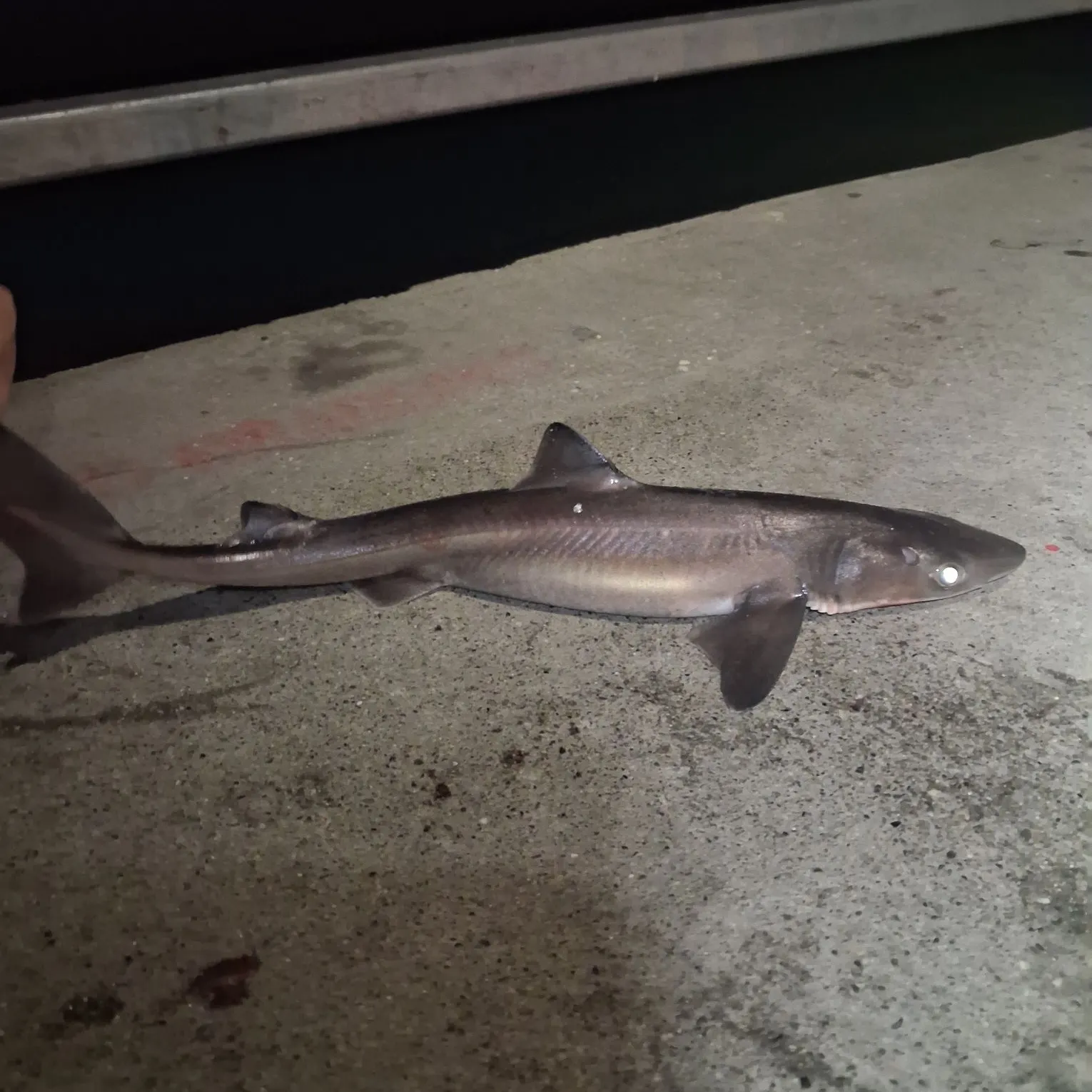 Pacific spiny dogfish caught on Fishbrain