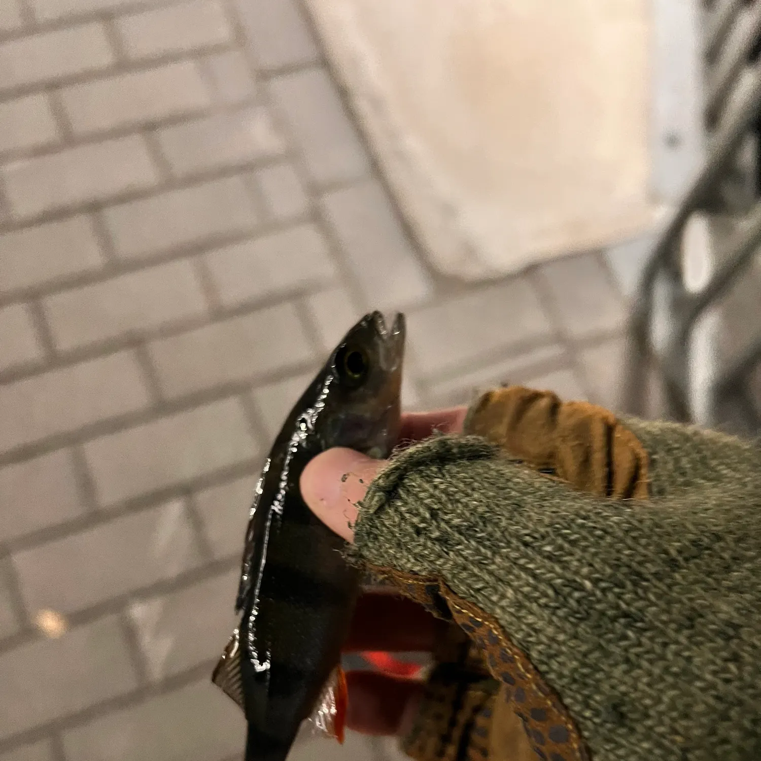 European perch caught on Fishbrain