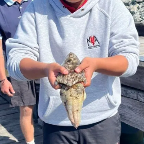 Common cuttlefish caught on Fishbrain