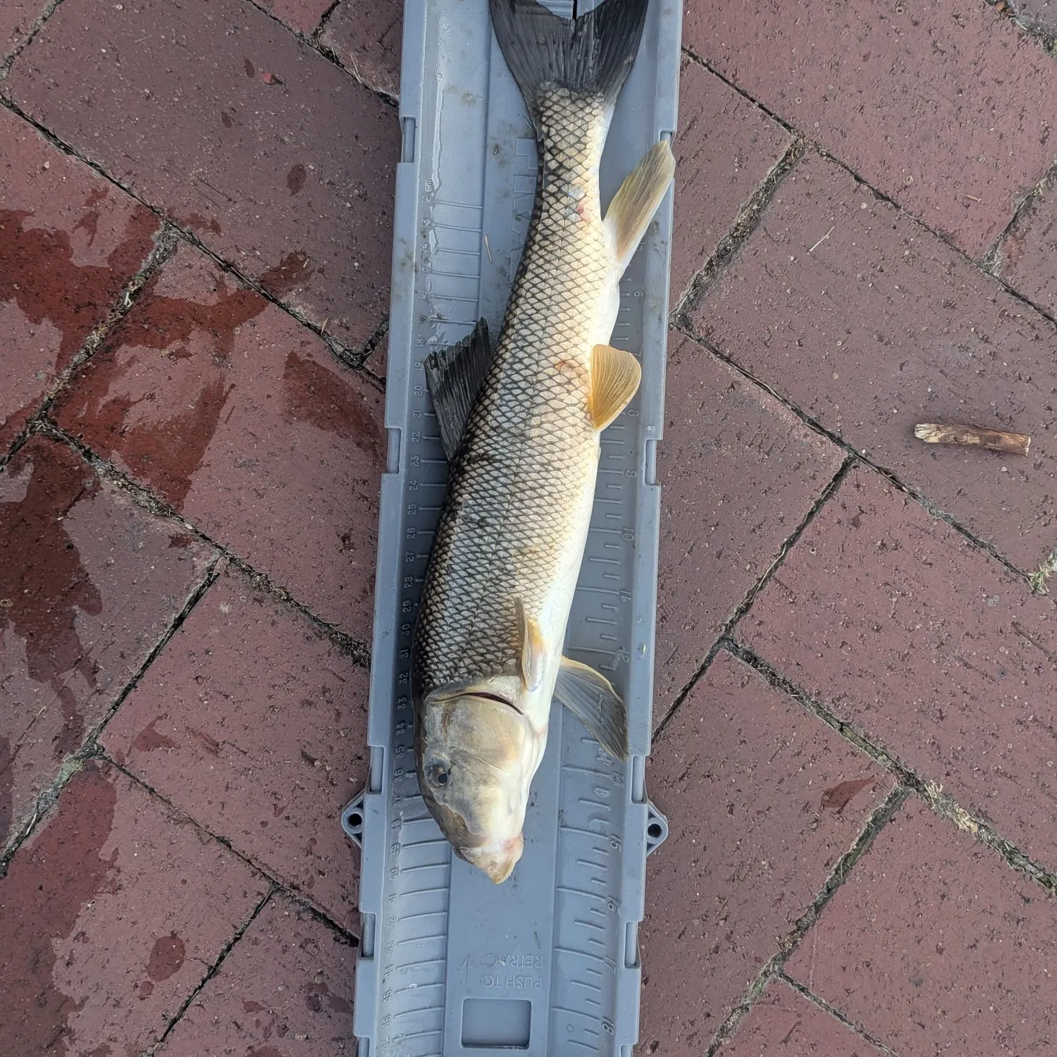 White sucker caught on Fishbrain