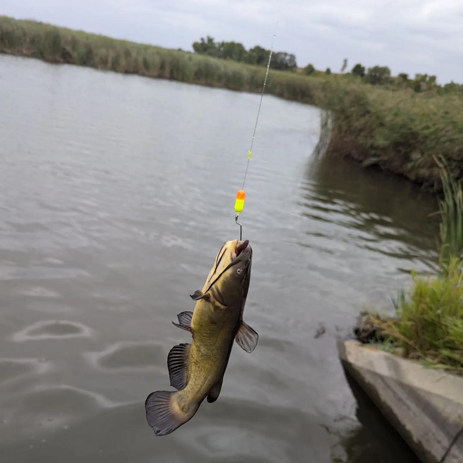 Black bullhead caught on Fishbrain