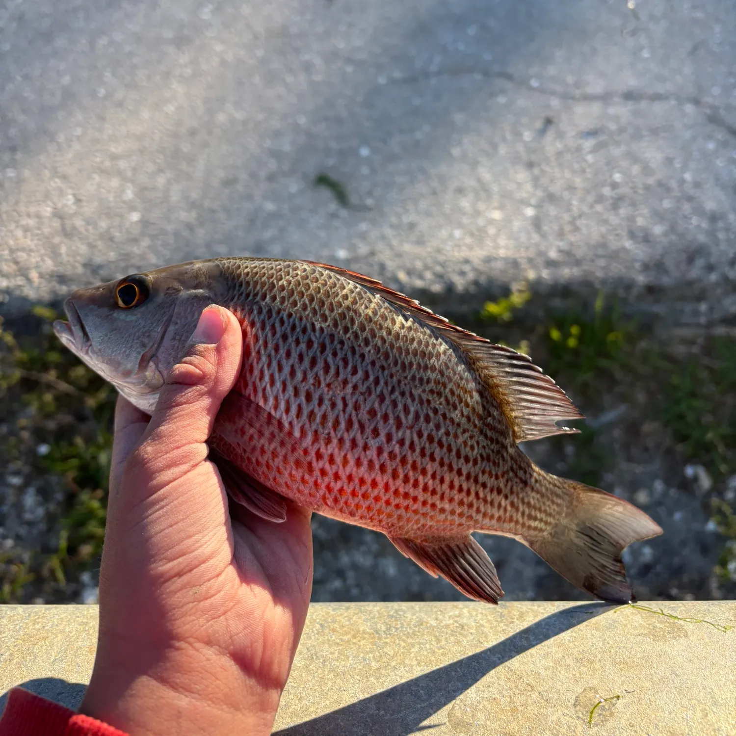 The most recent Mangrove snapper catches on Fishbrain