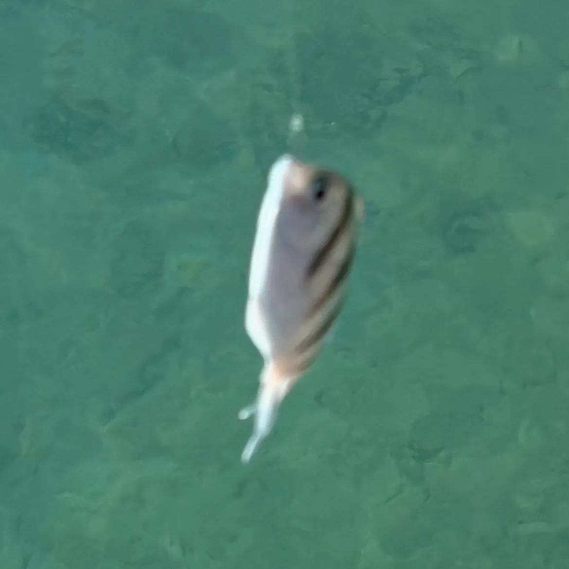 The most recent Panamic sergeant major catches on Fishbrain