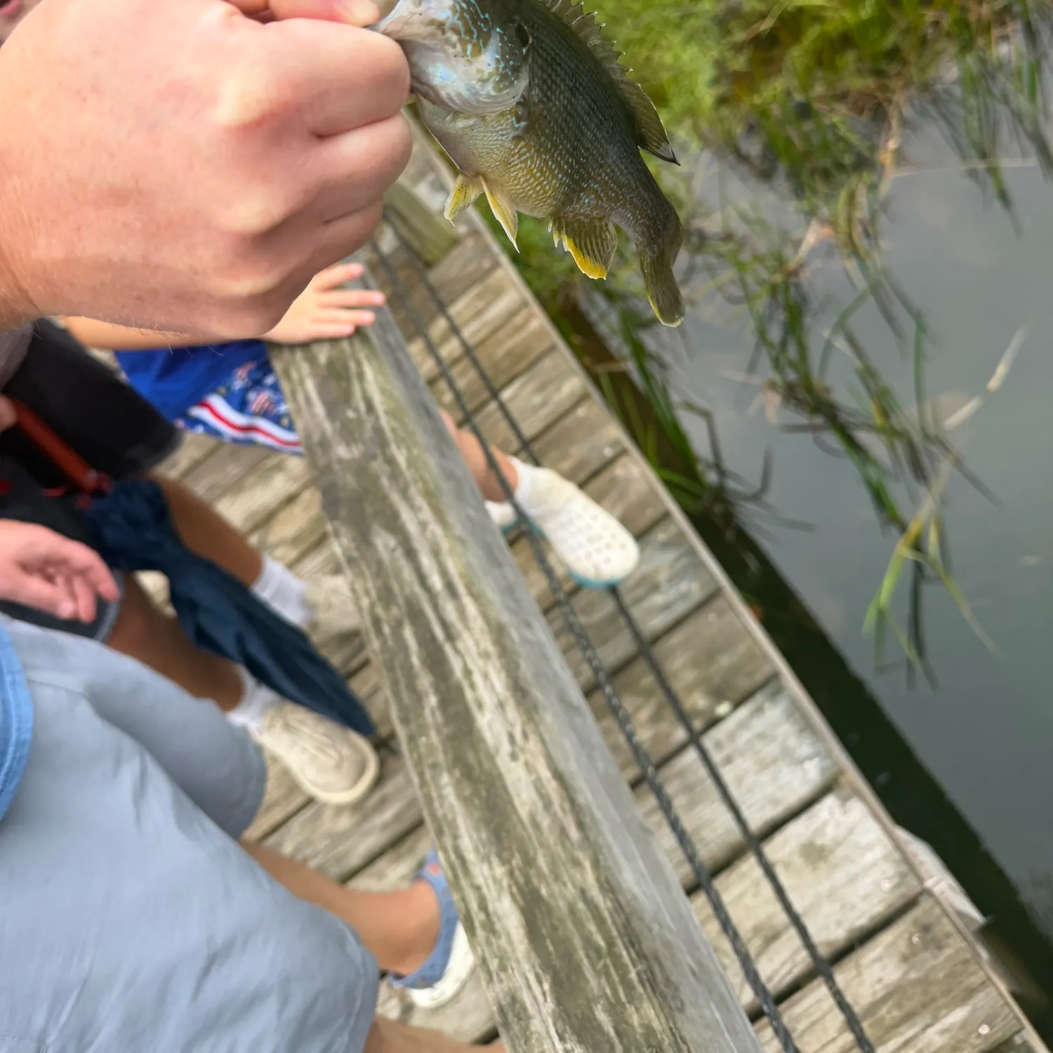 Fish caught on Fishbrain