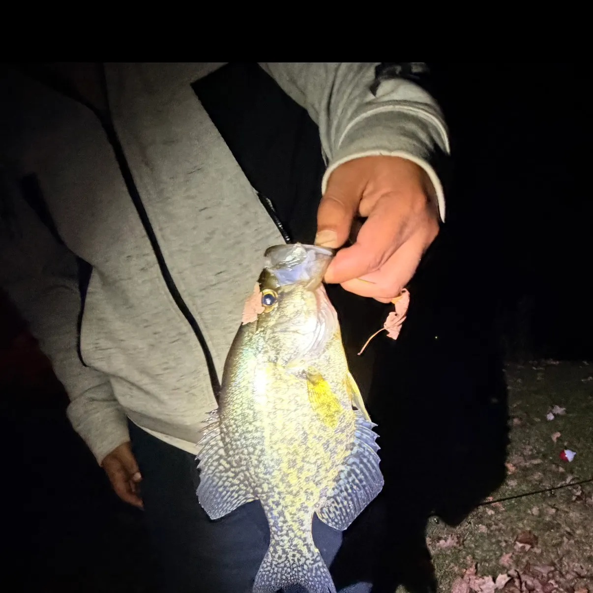 Black crappie caught on Fishbrain