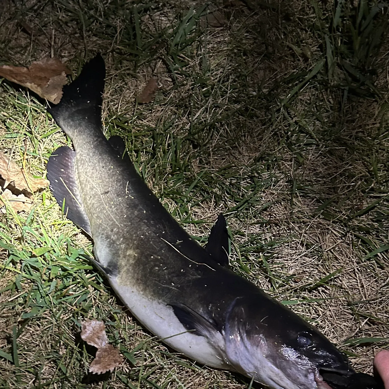 Channel catfish caught on Fishbrain
