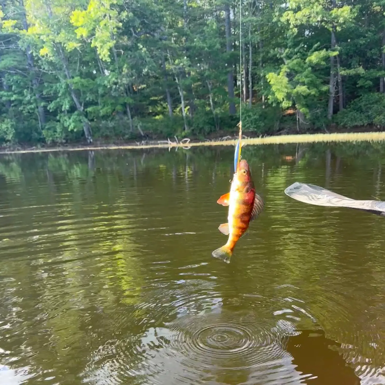 The most recent Yellow perch catches on Fishbrain