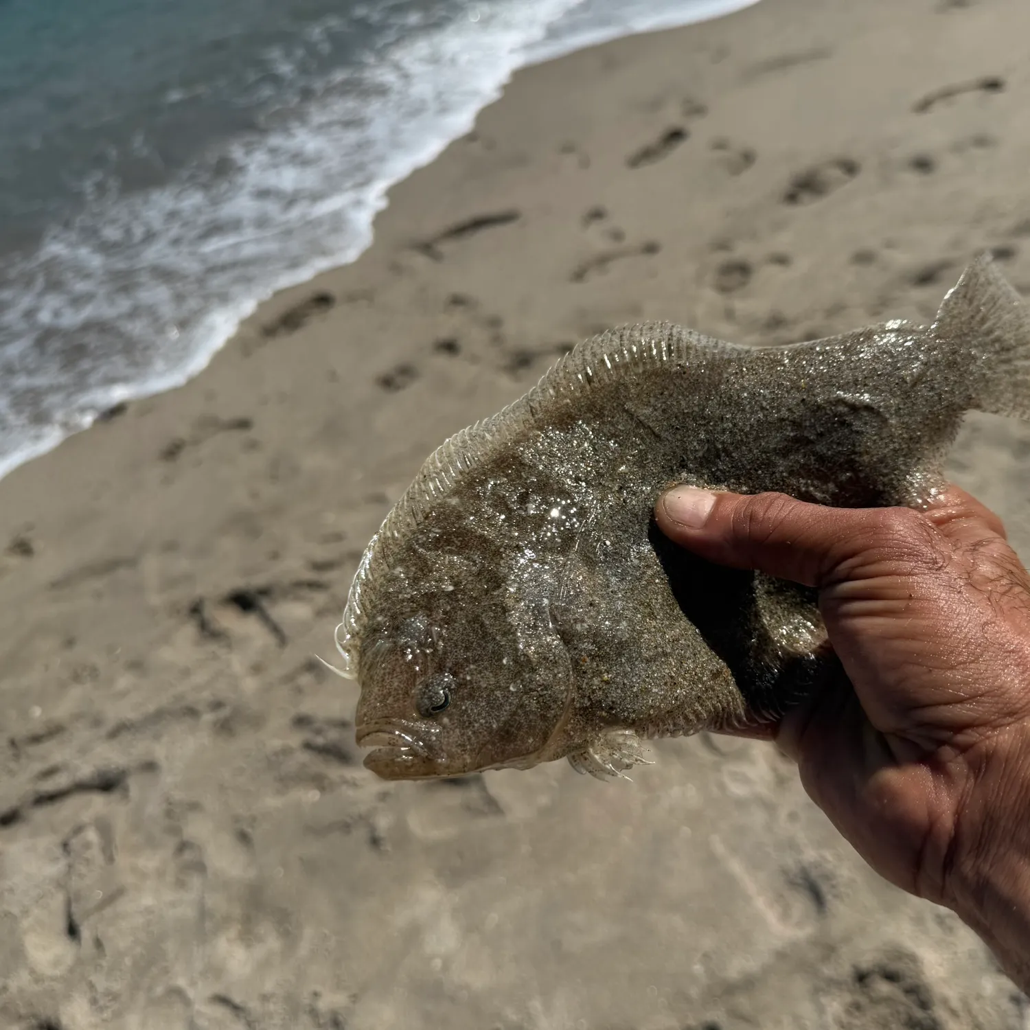 The most recent Southern flounder catches on Fishbrain