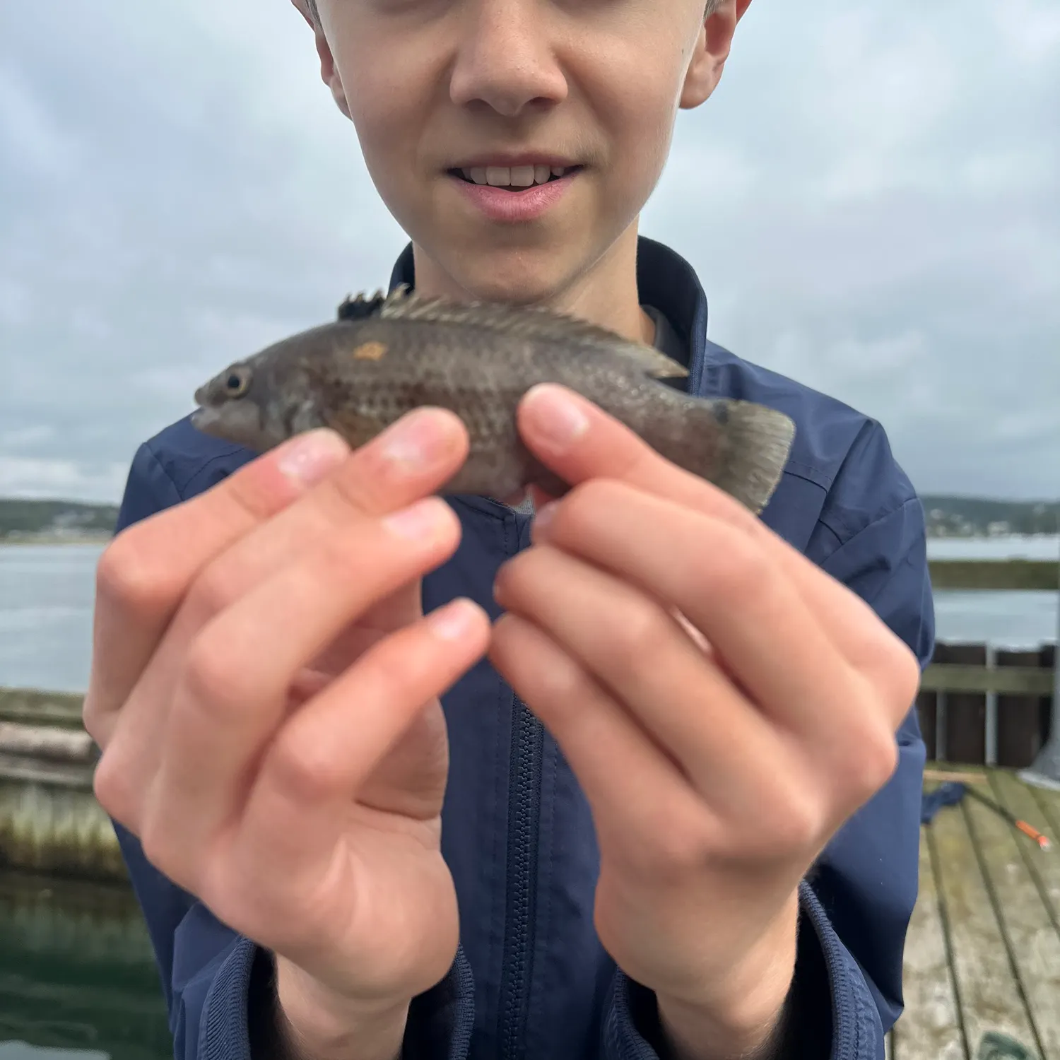Goldsinny wrasse caught on Fishbrain