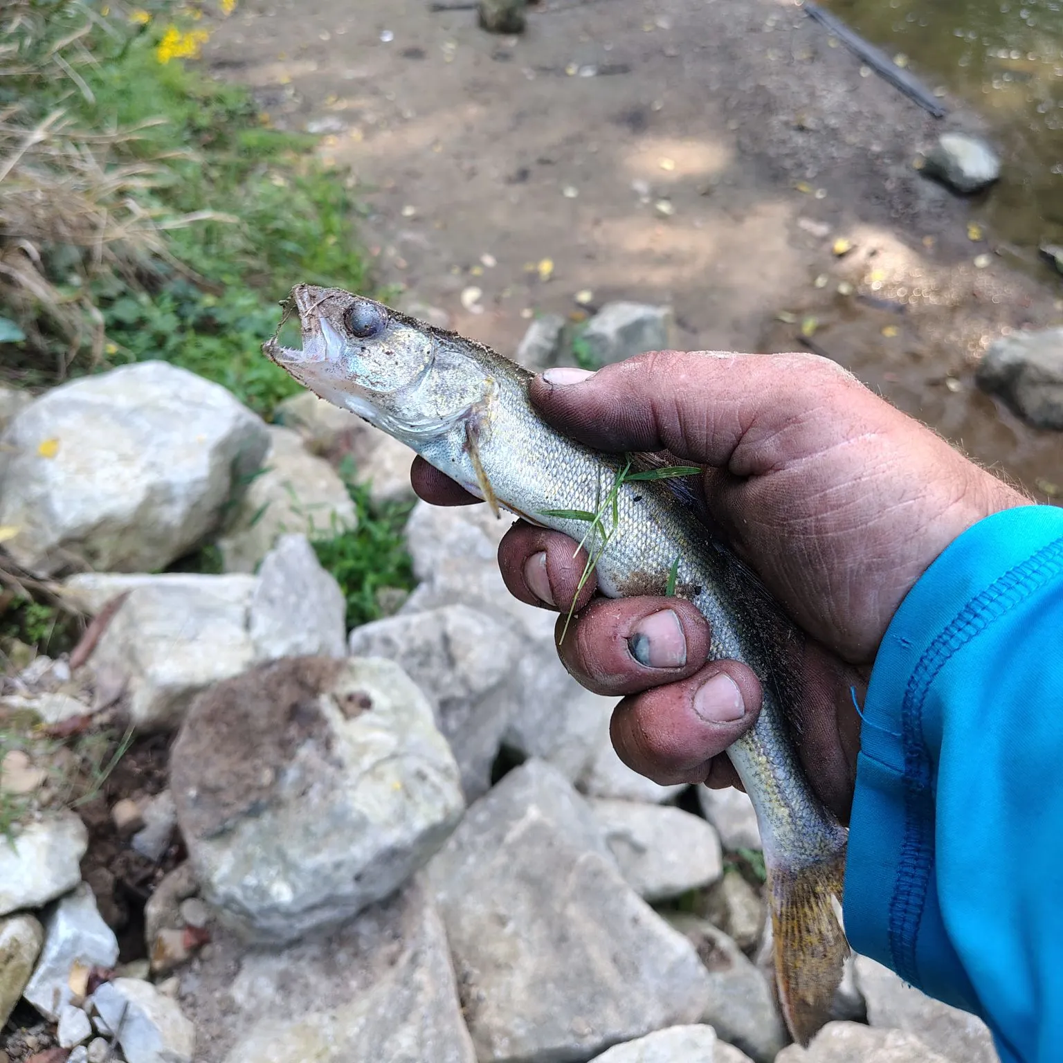 Saugeye caught on Fishbrain