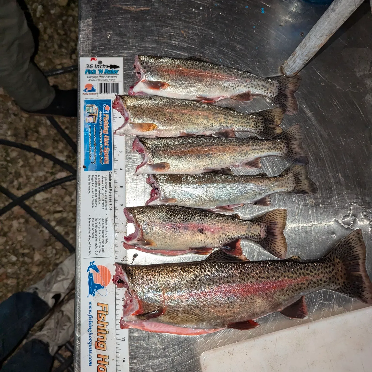 recently logged catches