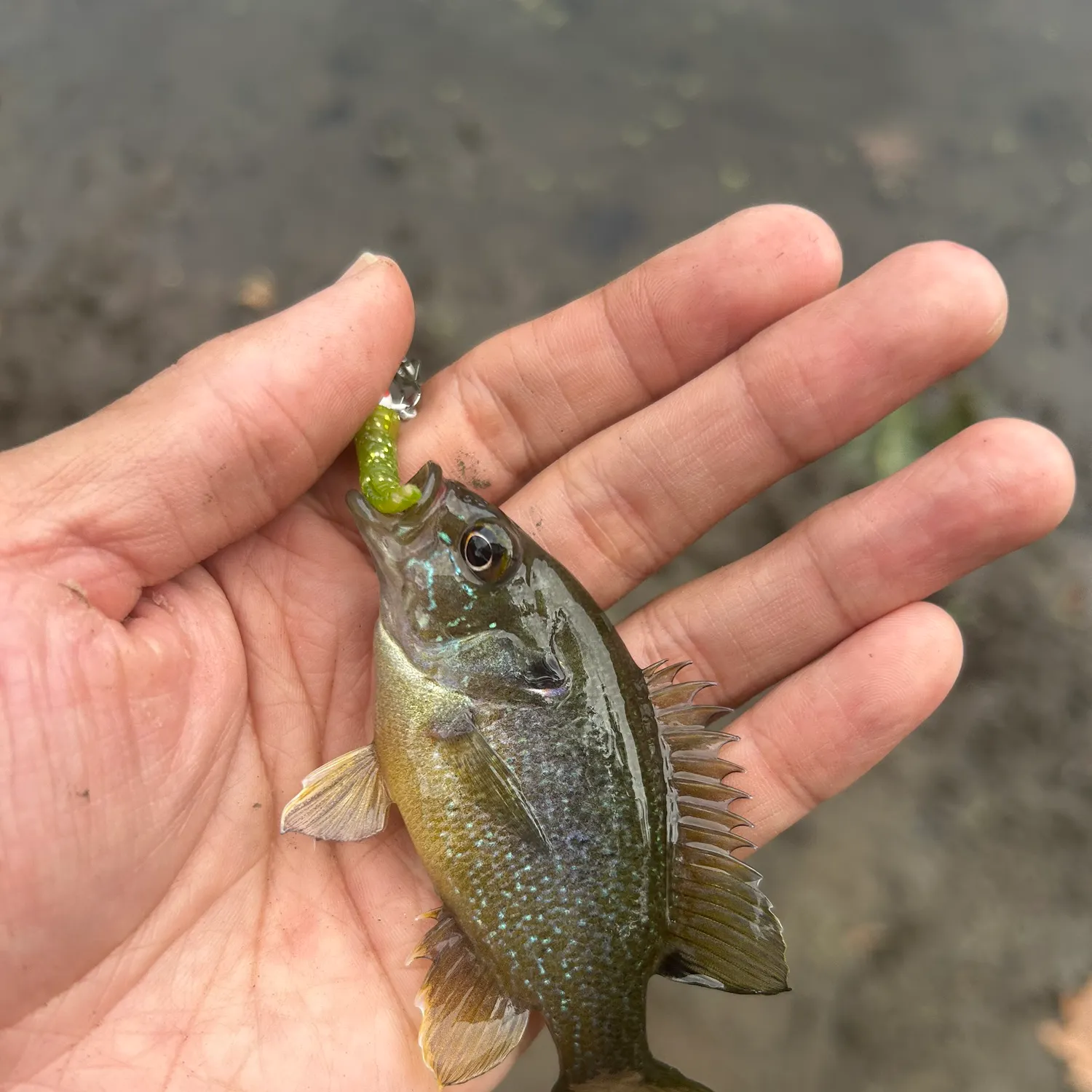 Greengill hybrid caught on Fishbrain