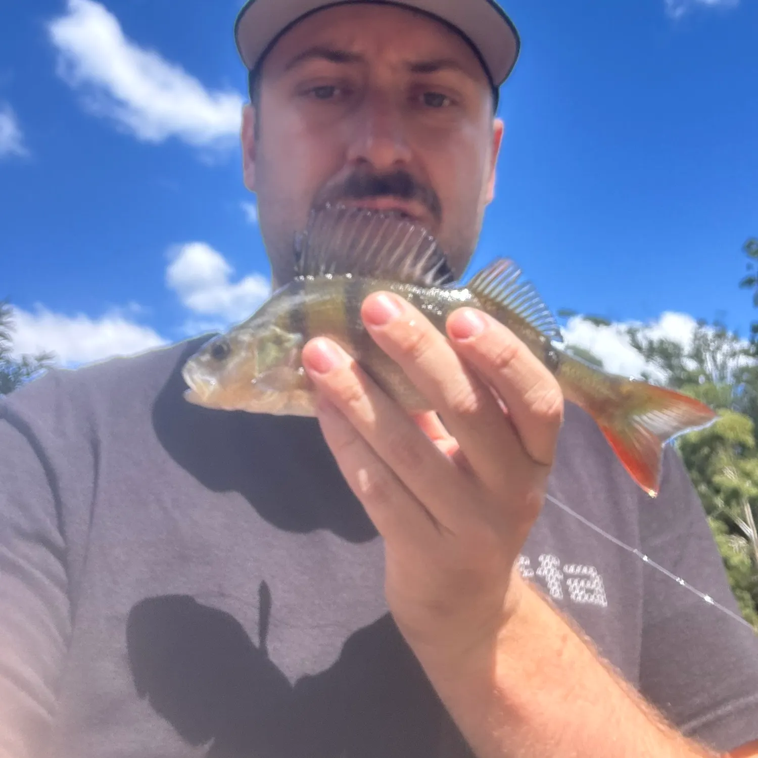 The most recent European perch catches on Fishbrain