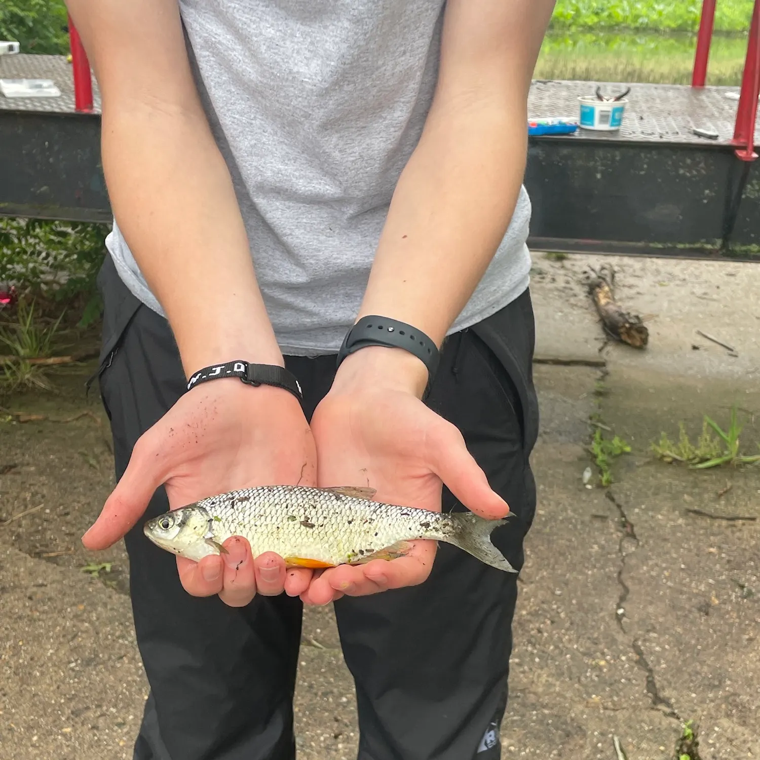 Golden shiner caught on Fishbrain
