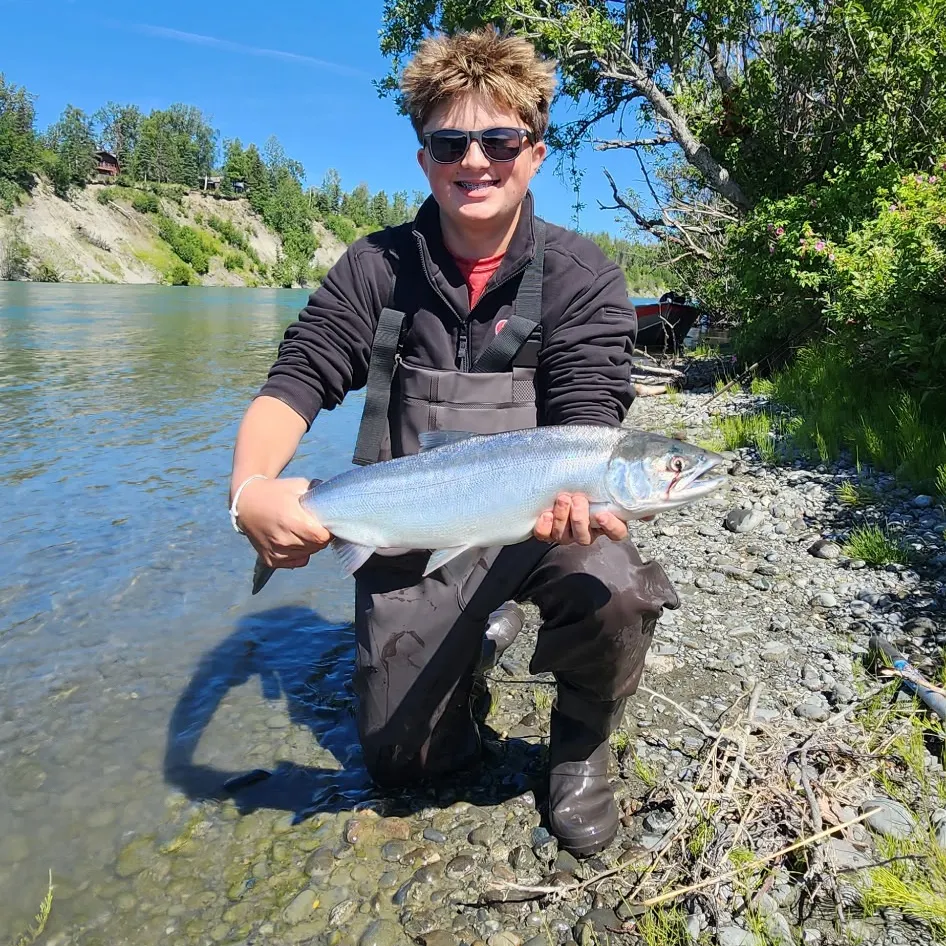 The most recent Sockeye salmon catches on Fishbrain