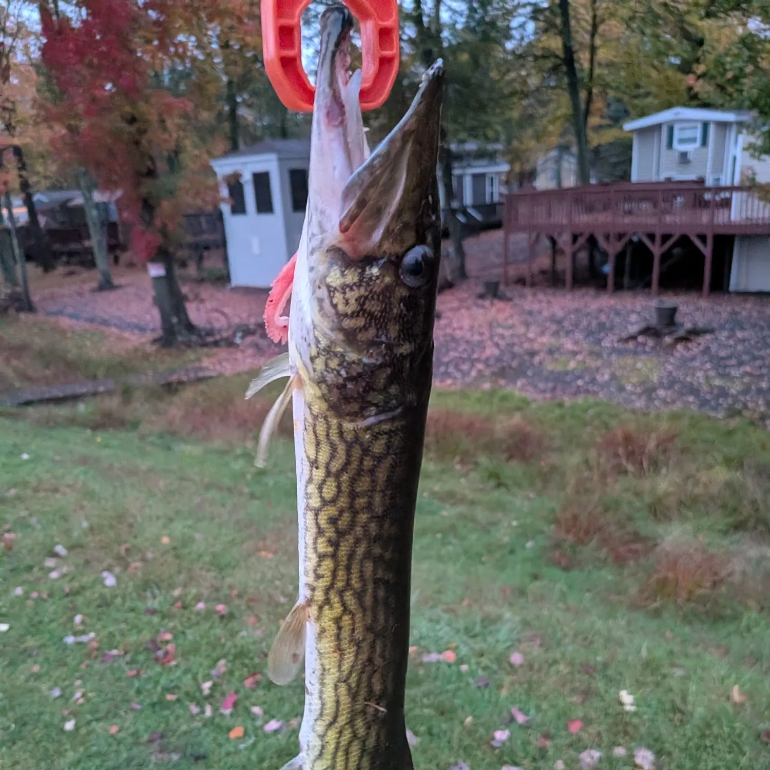 Chain pickerel caught on Fishbrain