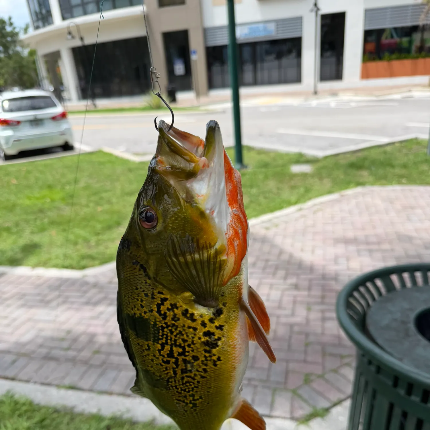 catch