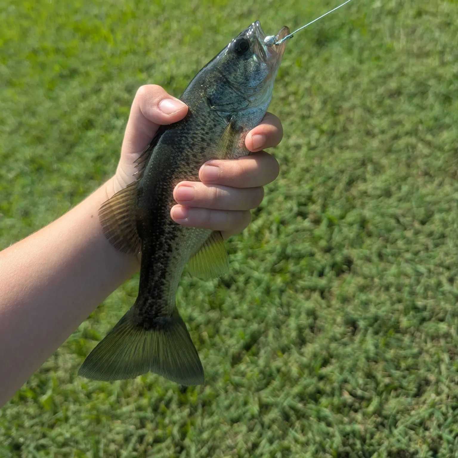 Fish caught on Fishbrain