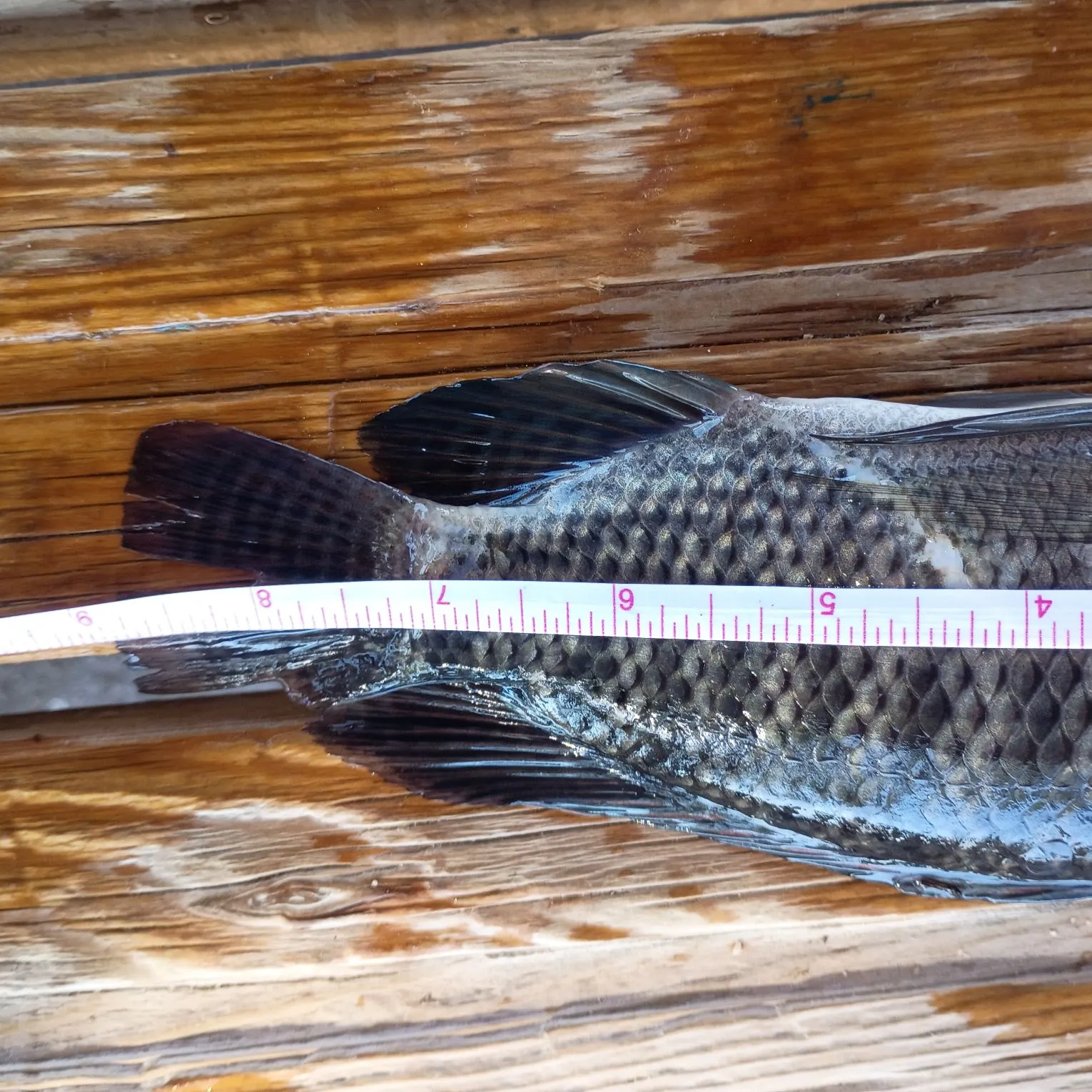 recently logged catches