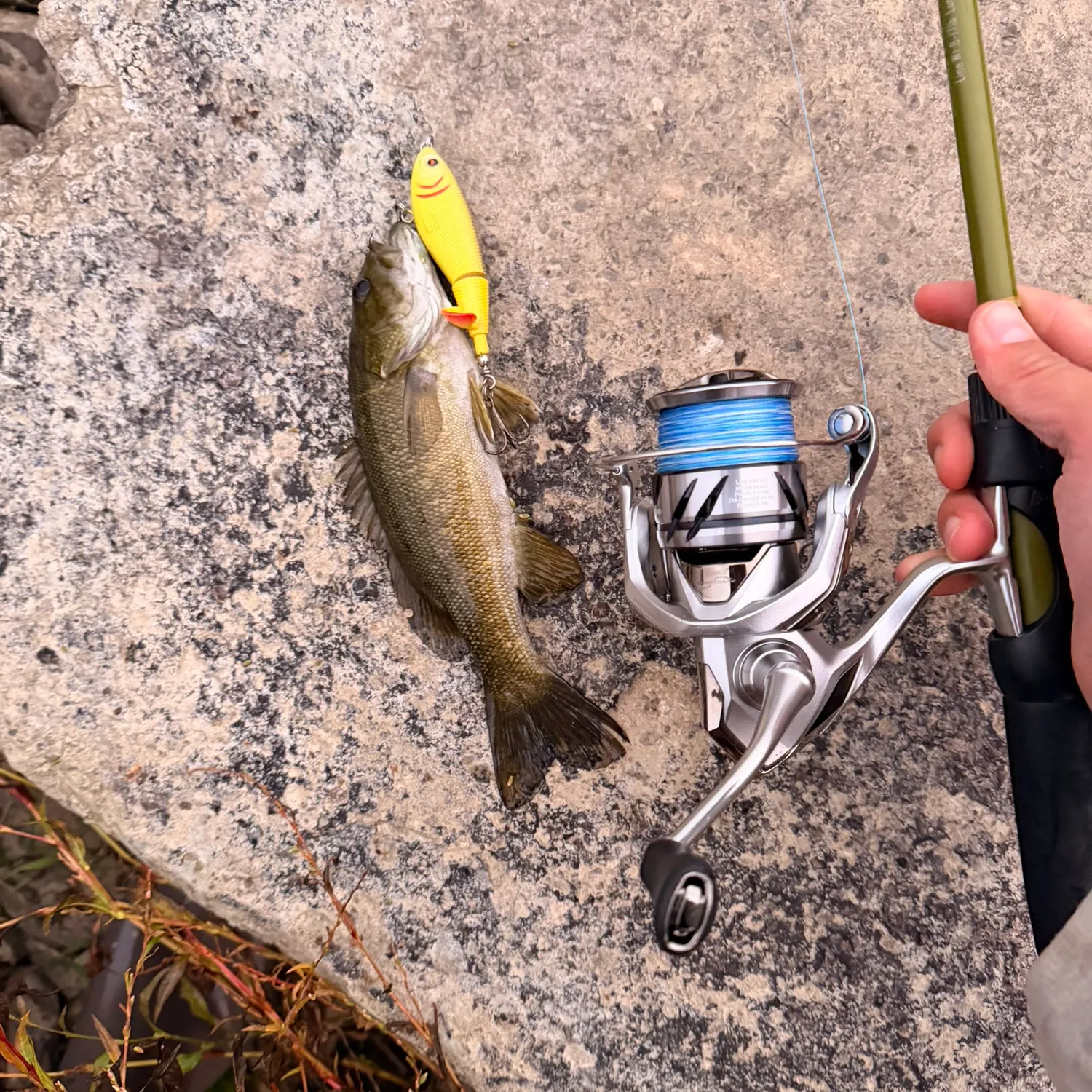 Smallmouth bass caught on Fishbrain
