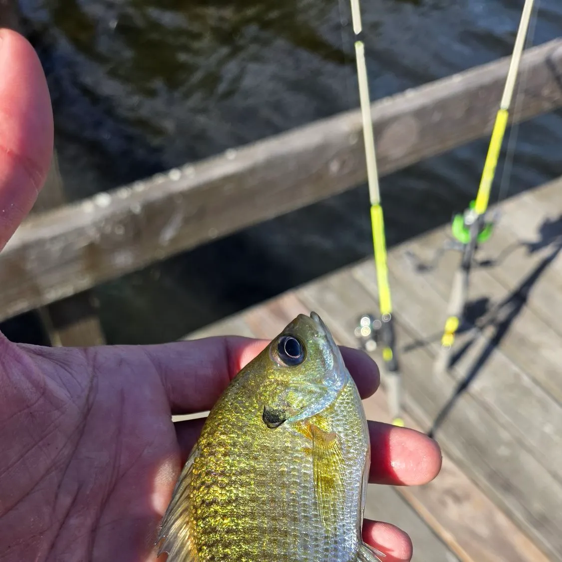 Bluegill caught on Fishbrain