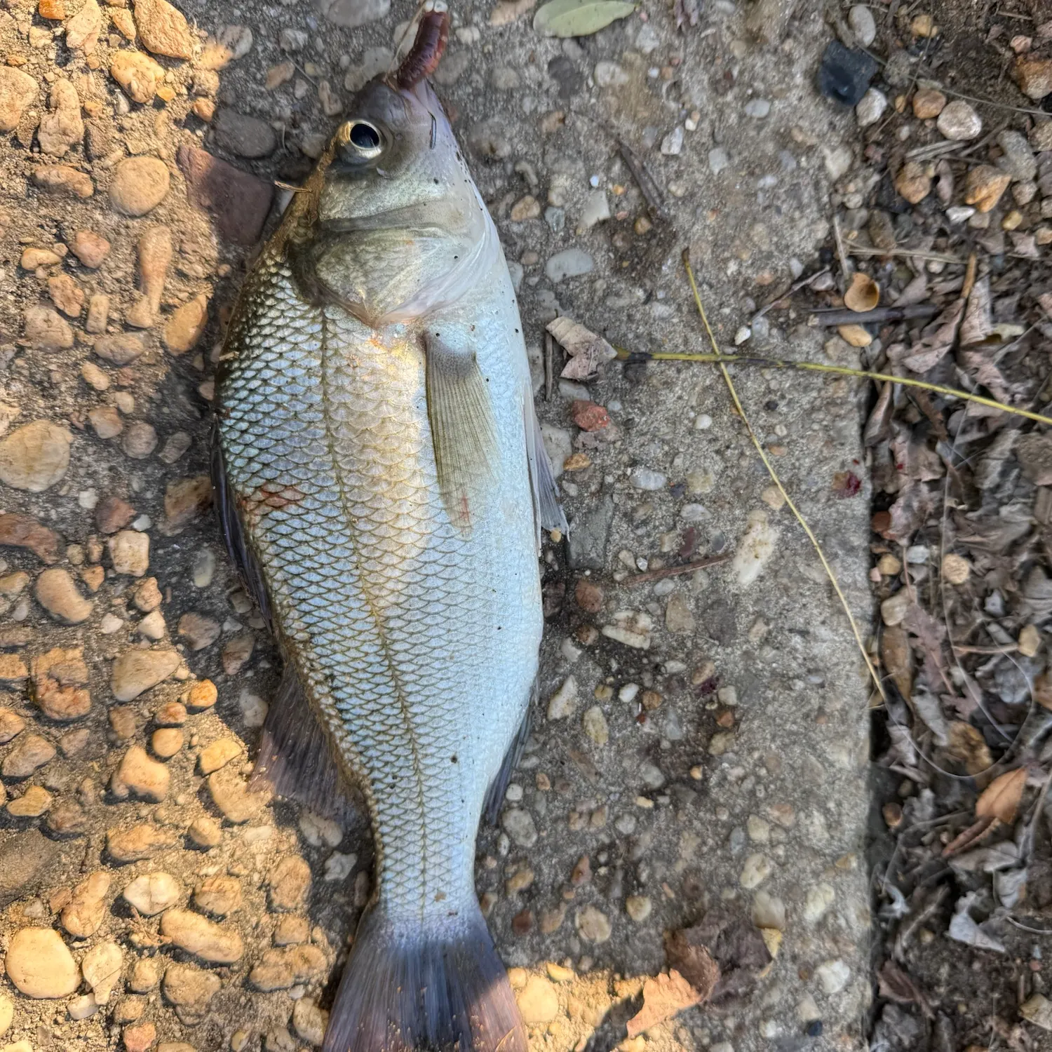 White perch caught on Fishbrain
