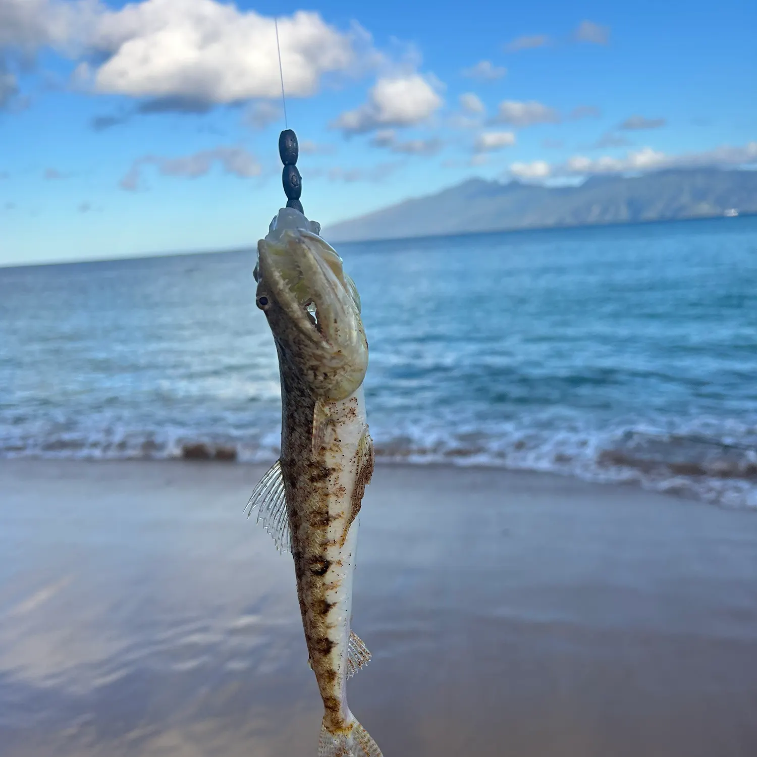 The most recent Triplecross lizardfish catches on Fishbrain