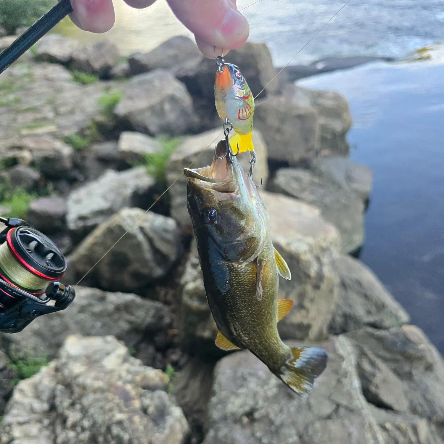 Smallmouth bass caught on Fishbrain