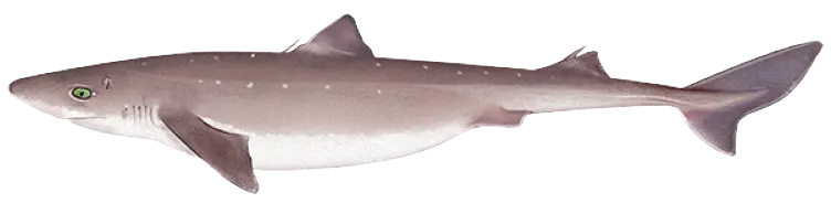 Piked dogfish