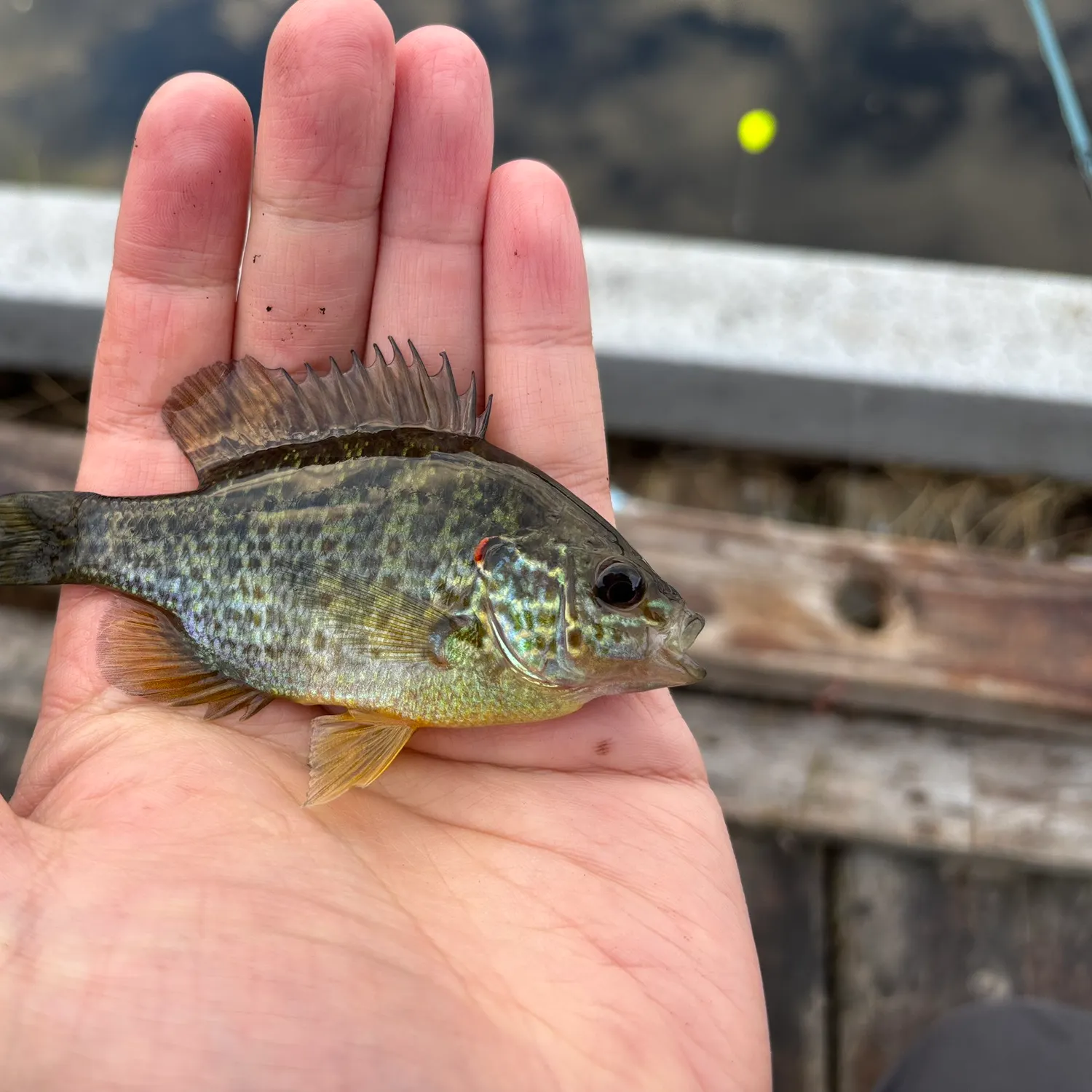 Pumpkinseed caught on Fishbrain