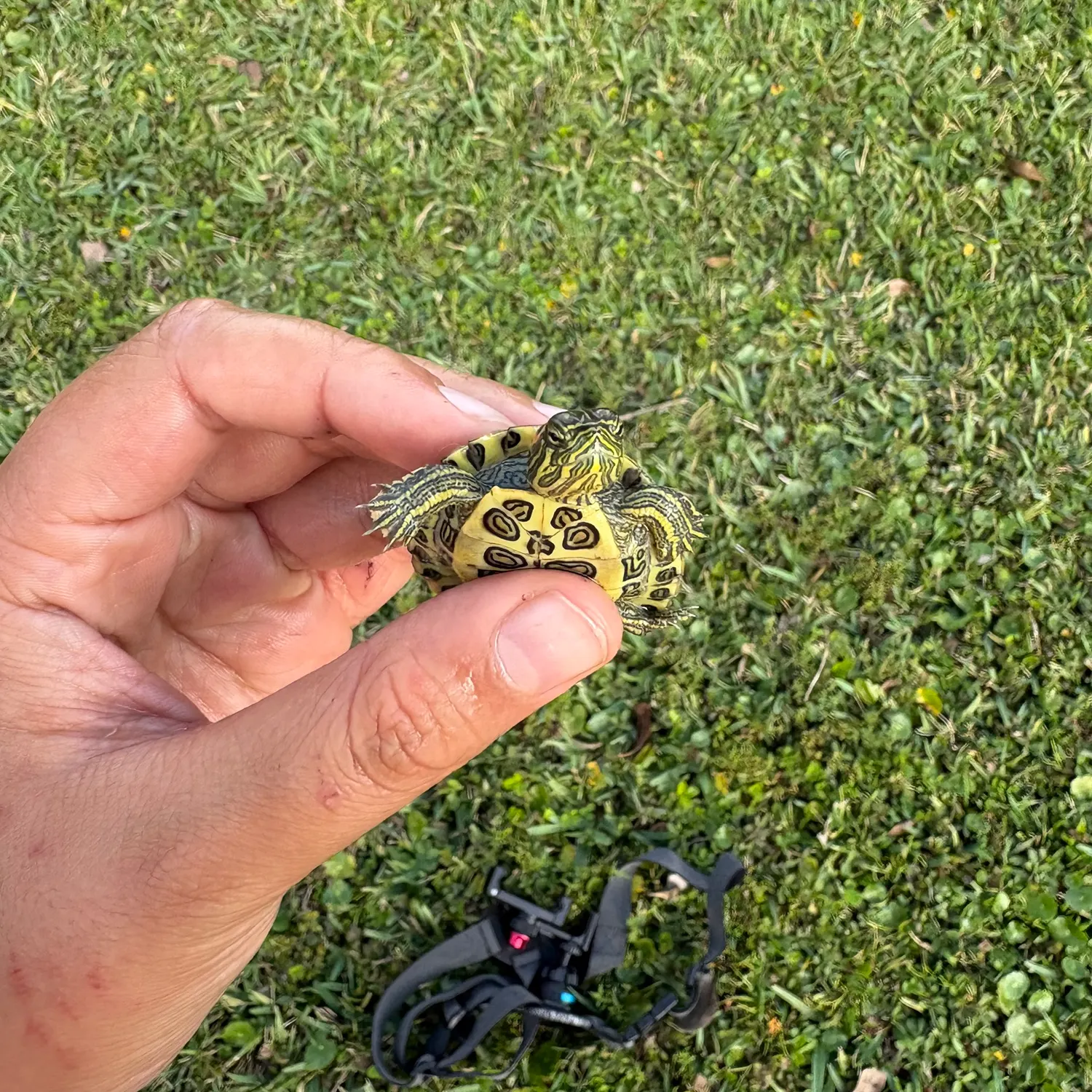 The most recent Black marlin catches on Fishbrain