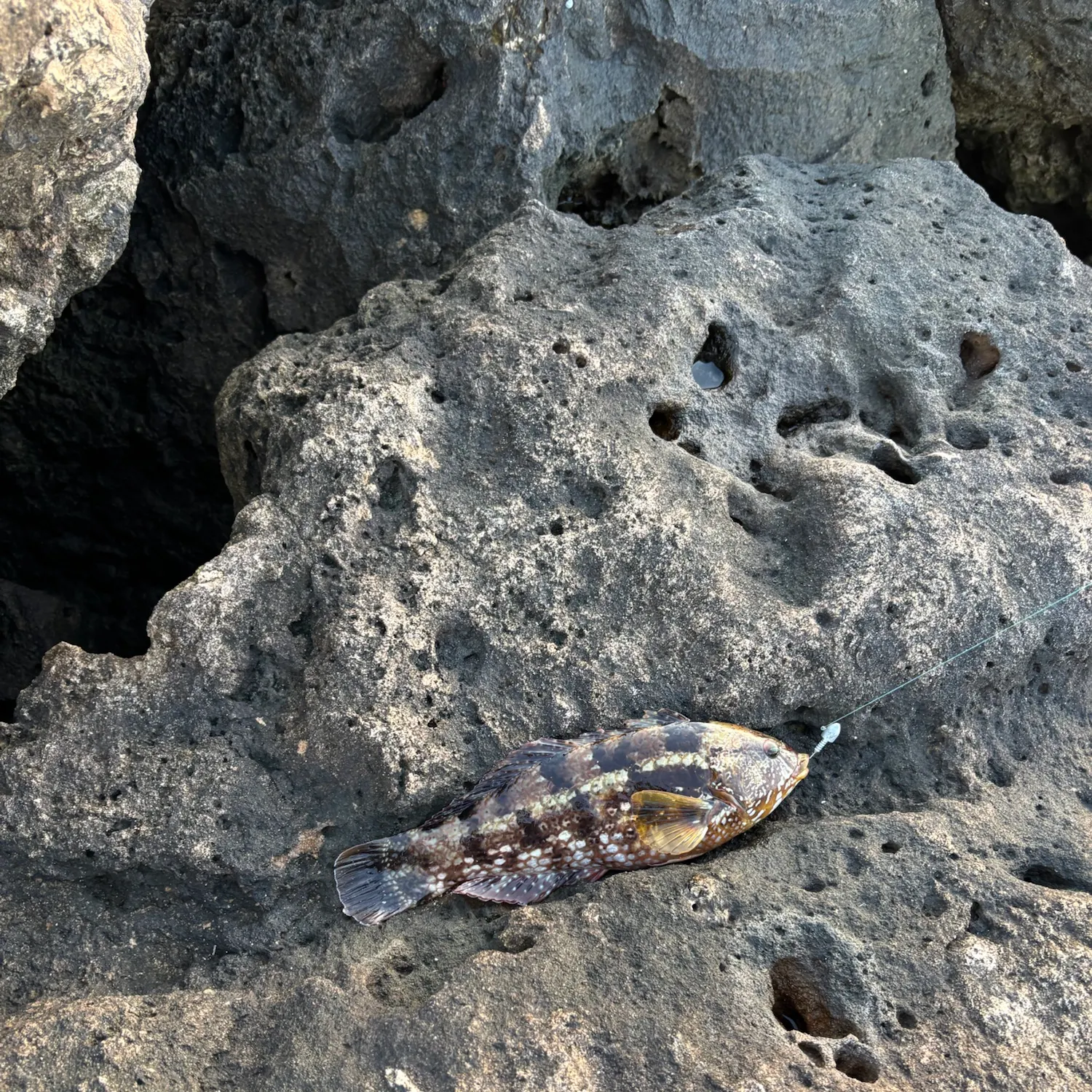 The most recent Brownspotted wrasse catches on Fishbrain