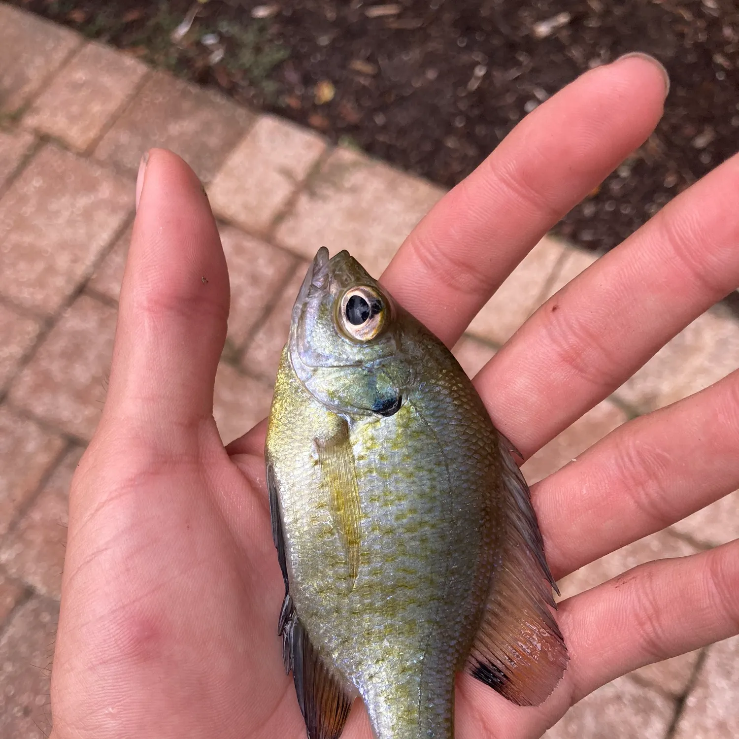The most recent Redear x bluegill catches on Fishbrain